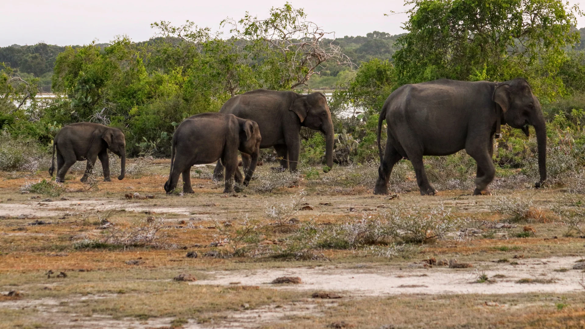 Parc national de Yala